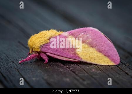 Profilansicht einer Rosy Maple Moth (Dryocampa rubicunda), die einem niedlichen stickigen Spielzeug ähnelt. Raleigh, North Carolina. Stockfoto