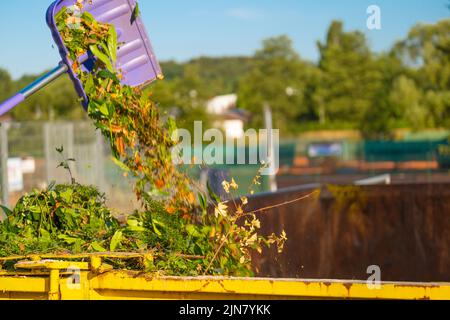 Kompost mit vielen verschiedenen Pflanzen. Grüner Kompost auf der Schaufel ergießt sich in einen Tank. Zweige, Blätter und Staub in einem Müllcontainer. Bio Gemüsekompost .Bio Stockfoto