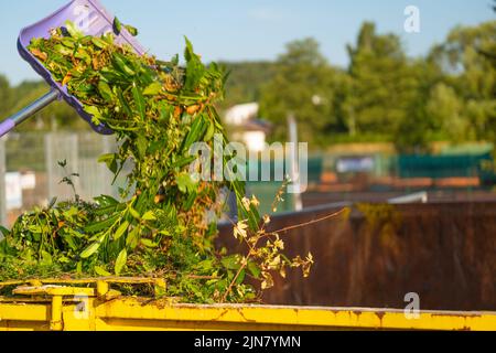 Grüner Kompost auf der Violettschaufel gießt in eine Metall tank.compost mit anderer Pflanze. Zweige, Blätter und Staub in einem Müllcontainer.Gemüsekompost .Bio Stockfoto