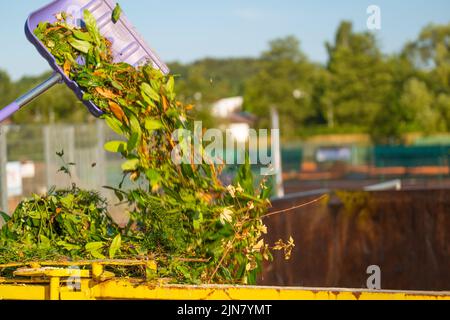 Kompost mit Pflanze. Grüner Kompost auf der Schaufel ergießt sich in einen Metalltank. Zweige, Blätter und Staub in einem Müllcontainer. Bio Gemüsekompost .Bio Müll. Stockfoto