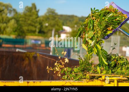 Grüner Kompost auf der Bratschaufel gießt in eine tank.compost mit anderer Pflanze. Zweige, Blätter und Staub in einem Müllcontainer.Gemüsekompost .Bio Stockfoto