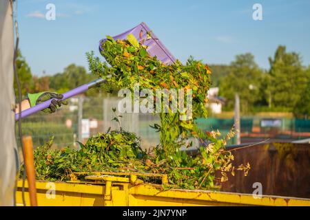 Kompost auf der Schaufel ergießt sich in einen Metalltank. Zweige, Blätter und Staub in einem Müllcontainer. Bio Gemüsekompost .Bio Müll. Stockfoto