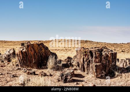 Die Sonne scheint auf versteinerten Holzblöcken im Arizona Park Stockfoto