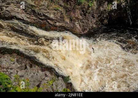 Salmon Jumping up Falls of Shin, in der Nähe der Bonar Bridge, Highland, Schottland Stockfoto