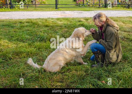 Beige Senior Golden Retriever gibt ihrer Besitzerin Pfote Stockfoto