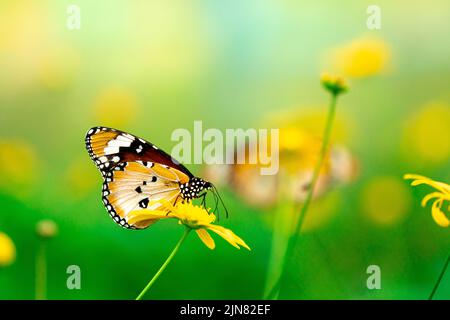 Schöne kleine Schmetterling auf einer gelben Blume für Hintergründe und Tapeten. Texturhintergrund. Makrofotografie. Nahaufnahme Stockfoto