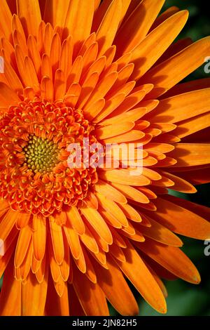 Nahaufnahme einer leuchtend orangefarbenen Gänseblümchen-Blume für Hintergründe und Tapeten. Texturhintergrund. Makrofotografie. Stockfoto