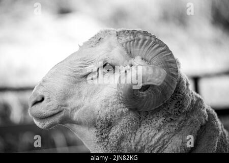 Nahaufnahme eines Schafes aus Whitefaced Woodland in einer Farm. Malaysische Viehzucht. Stockfoto