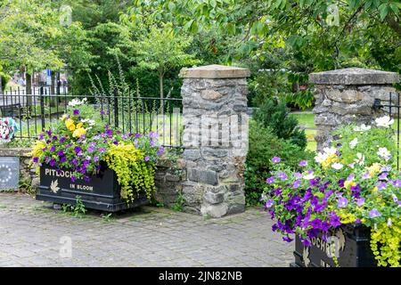 Das Stadtzentrum von Pitlochry ist blühend, Blumen blühen im Sommer 2022, Pitlochry, Schottland, Großbritannien Stockfoto