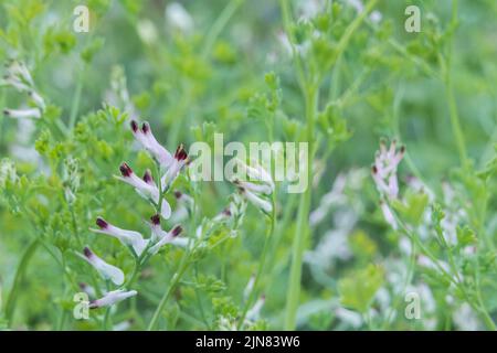 fumaria Blume Nahaufnahme mit Tageslicht im Frühling im Freien Stockfoto