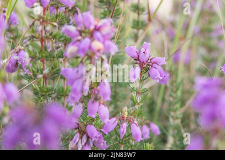 heide rosa Blüten auf Pflanze Nahaufnahme Blick im Sommer mit Tageslicht Stockfoto