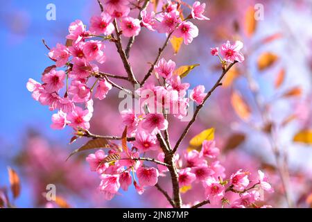 Nahaufnahme von rosa Sakura-Blüten, schönen rosa Blüten oder Königstigerbaum oder Thai-Kirschblüte und Wild Himalayan Cherry. Schöne rosa Sakura Flowe Stockfoto