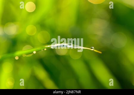 Frisches grünes Gras oder Reisfeld mit Tau tropft bei Sonnenschein auf auttum und Bokeh. Abstrakter unscharer Hintergrund. Natur Hintergrund. Textur. Kopierraum. So Stockfoto