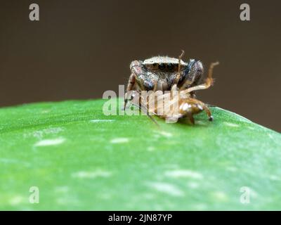 Springende Spinne, die Kakerlake auf einem Eipremnum aureum-Blatt frisst. Makrofotografie Stockfoto