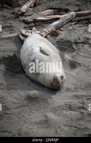 Eine weibliche Nördliche Elefantenrobbe (Mirounga angustirostris) sonnt sich in der Piedras Blancas Rookery in San Simeon, CA. Stockfoto