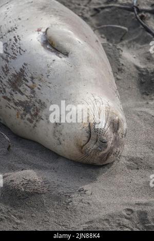 Eine weibliche Nördliche Elefantenrobbe (Mirounga angustirostris) sonnt sich in der Piedras Blancas Rookery in San Simeon, CA. Stockfoto