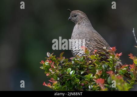 Eine weibliche kalifornische Wachtel (Callipepla californica), die auf einem Busch an der nationalen Küste von Point Reyes an der Westküste Nordamerikas, USA, thront. Stockfoto