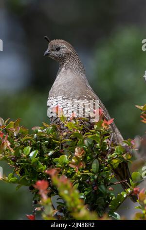 Eine weibliche kalifornische Wachtel (Callipepla californica), die auf einem Busch an der nationalen Küste von Point Reyes an der Westküste Nordamerikas, USA, thront. Stockfoto