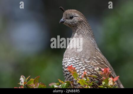 Eine weibliche kalifornische Wachtel (Callipepla californica), die auf einem Busch an der nationalen Küste von Point Reyes an der Westküste Nordamerikas, USA, thront. Stockfoto