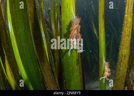 Zwei dicke gehörnte oder opaleszierende Nacktschnecken (Hermissenda crassicornis), die ihren Weg durch das Seegras im Farallones-Meeresschutzgebiet in CA machen. Stockfoto