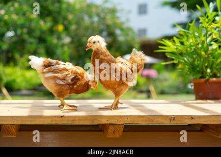 2 Küken 1-2 Monate Hybrid Rhode Island Red stehen morgens mit Sonnenlicht auf einem Gartentisch aus Holz. Stockfoto