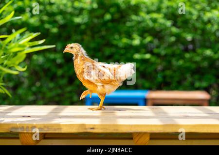 2 Küken 1-2 Monate Hybrid Rhode Island Red stehen morgens mit Sonnenlicht auf einem Gartentisch aus Holz. Stockfoto