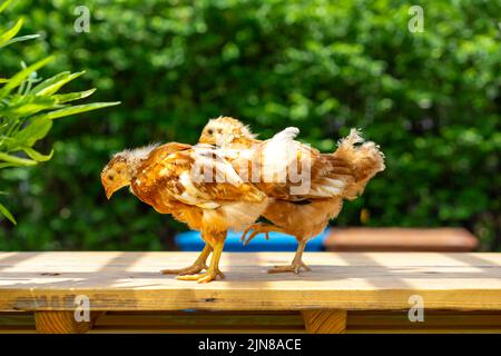 2 Küken 1-2 Monate Hybrid Rhode Island Red stehen morgens mit Sonnenlicht auf einem Gartentisch aus Holz. Stockfoto