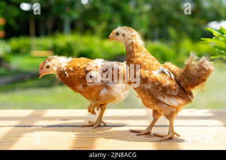 2 Küken 1-2 Monate Hybrid Rhode Island Red stehen morgens mit Sonnenlicht auf einem Gartentisch aus Holz. Stockfoto