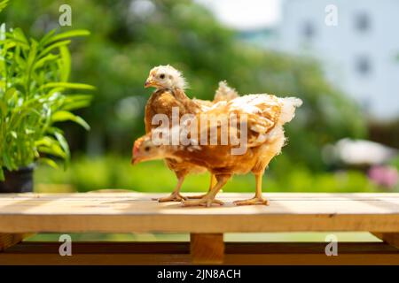 2 Küken 1-2 Monate Hybrid Rhode Island Red stehen morgens mit Sonnenlicht auf einem Gartentisch aus Holz. Stockfoto