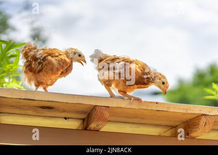 2 Küken 1-2 Monate Hybrid Rhode Island Red stehen morgens mit Sonnenlicht auf einem Gartentisch aus Holz. Stockfoto