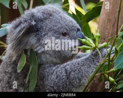 Charmante hübsche junge Koala mit hellen Augen und weichem flauschigen Fell. Stockfoto