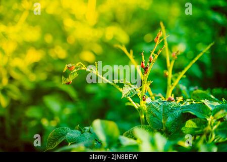 Eine große rote Sukulente Larve des Kartoffelkäfer von Colorado frisst ein Kartoffelblatt aus der Nähe. Orangenpest von Pflanzen Stockfoto