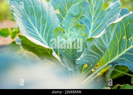 Ein Blatt eines wachsenden Weißkohls ist vor einem verschwommenen Hintergrund mit Weißeflügen aus der Nähe befallen. Insektenpest Aleyrodoidea fressen Pflanzen auf farmlan Stockfoto