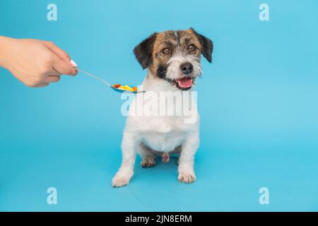 Sick Jack russell Terrier Hund und Pillen in Löffel auf blauem Hintergrund isoliert. Die Hand des Besitzers reicht einen Löffel Medizin aus. Stockfoto