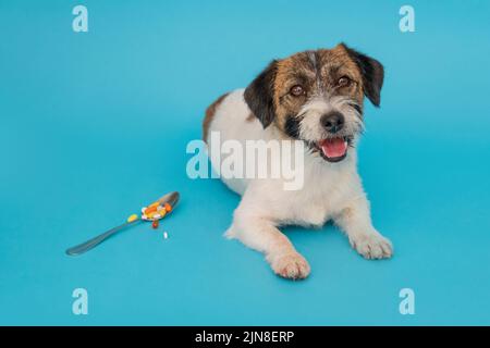 Sick Jack russell Terrier Hund und Pillen in Löffel auf blauem Hintergrund isoliert Stockfoto