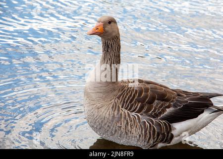 Die hochwinklige Nahaufnahme einer Toulouse-Gans, die friedlich auf dem Wasser schwimmt Stockfoto