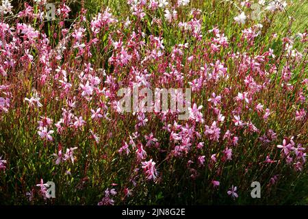 Rosa, Blumen, Gartenbeet, Lindheimers beeblossom, Oenothera lindheimeri, Mehrjährig, Pflanze Sommer Blühende Grenze Stockfoto