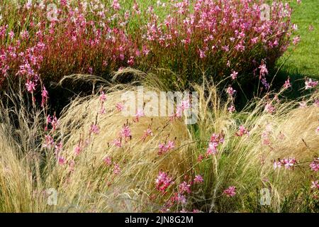 Apfelblütengras, Rosa, Oenothera lindheimeri, Rand, Blumenbeet, Sommer, Rand, Blumen Pferdeschwänze Stockfoto