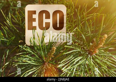 Ökologisches Konzept. Unter den Kiefernästen ist ein Schild mit der Aufschrift - ECO Stockfoto