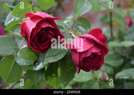 Eine Nahaufnahme von Wassertropfen auf schönen roten Rosen, die in einem Garten blühen Stockfoto