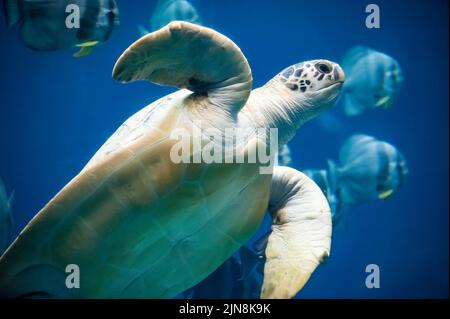 Grüne Meeresschildkröte (Chelonia mydas) am Georgia Aquarium in der Innenstadt von Atlanta, Georgia. (USA) Stockfoto