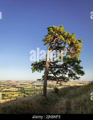 Lone Scots Pine und Moonrise auf dem Martinsell Hill in der Wessex Downs Wiltshire Südwesten Englands Stockfoto