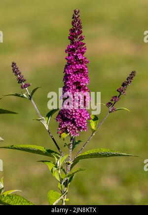 Blühende Blumen von buddleja davidii im Sommergarten. Blumen, die Schmetterlinge lieben Stockfoto