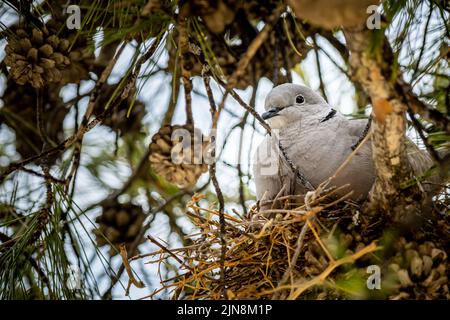 Nahaufnahme Seitenansicht von unten einer aufgewühlten weiblichen grauen Taube, die auf ihrem schwachen Nest sitzt, um ihre Rasse im Schatten einer Kiefer zu schützen. Stockfoto