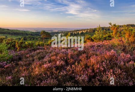 August Heather and Heath on Ashdown Forest on the High Weald in East Sussex South East England, Großbritannien Stockfoto