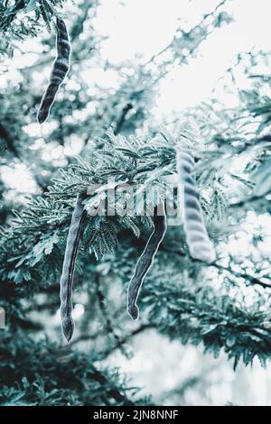 Schöne flauschige Tannenzweig bedeckt mit Schnee im Winter an Weihnachten auf der Natur im Wald. Auf den Ästen glitzern transparentes Eis und Schnee Stockfoto