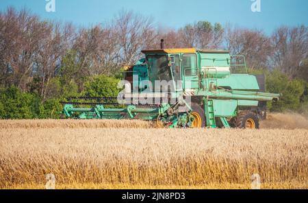 Mähdrescher erntet reifen Weizen. Agrarfeld und landwirtschaftliches Konzept. Stockfoto