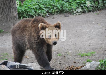 Die Tiere des Zoos von Skansen Stockfoto