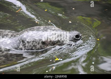 Die Tiere des Zoos von Skansen Stockfoto