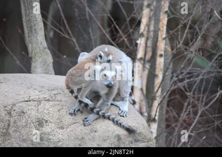 Die Tiere des Zoos von Skansen Stockfoto